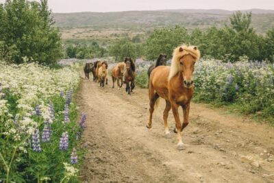From Reykjavík: Viking Horseback Tour in Hafnarfjörður - Meet Íshestar Riding Tours, then your horse (before you ever ride)