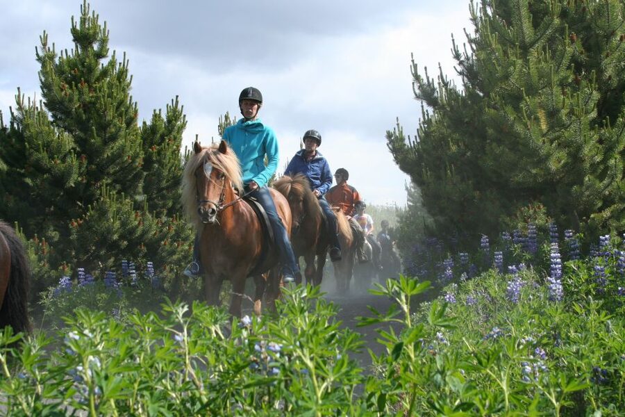 From Reykjavík: Viking Horseback Tour in Hafnarfjörður - Safety rules that affect your day (read this part)