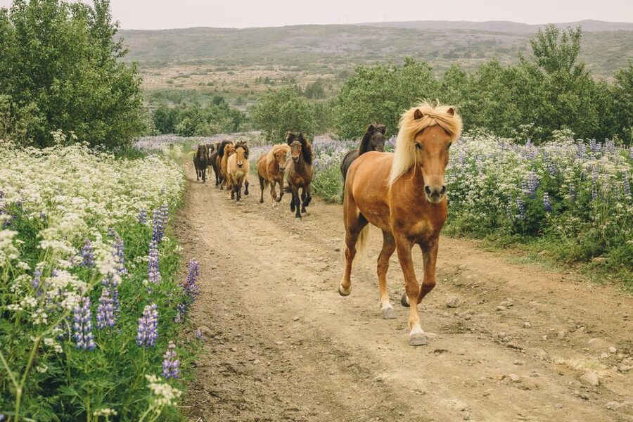 From Reykjavík: Viking Horseback Tour in Hafnarfjörður - Meet Íshestar Riding Tours, then your horse (before you ever ride)