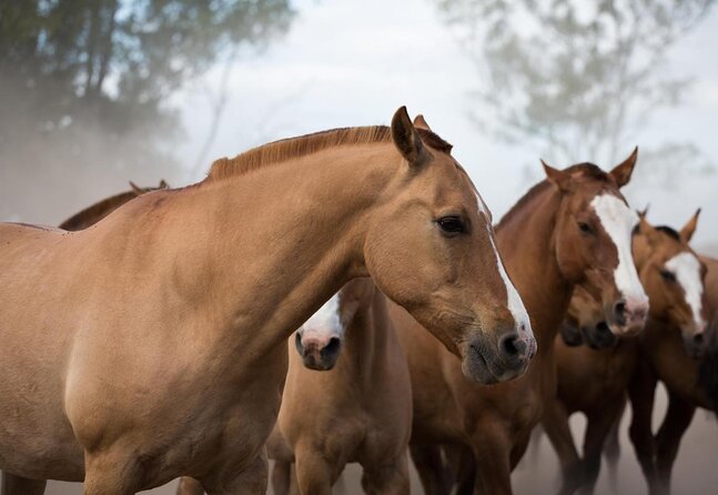 Gaucho Experience: A Day Trip to Don Silvano Ranch - Key Points at a Glance