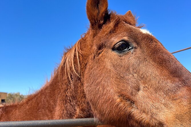 Grand Canyon ATV Tour + Horseback Riding Tour - Price and value: what $550 is really paying for