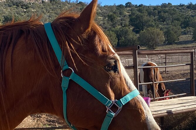 Grand Canyon ATV Tour + Horseback Riding Tour - Who this tour fits best (and who should think twice)