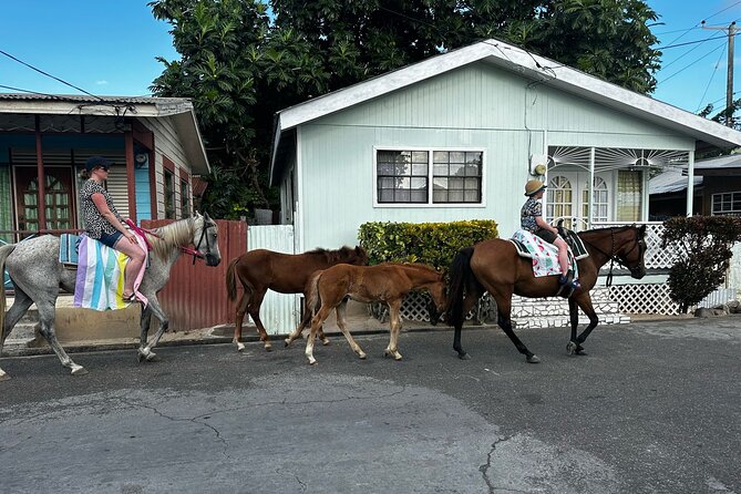Gros Islet Village Horseback Riding run with Dore's riding Stable - The horse swim in the sea: what to expect and how it feels