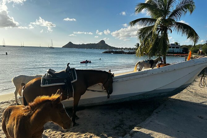 Gros Islet Village Horseback Riding run with Dore's riding Stable - Riding back up to Cap Estate: the final stretch feels smoother