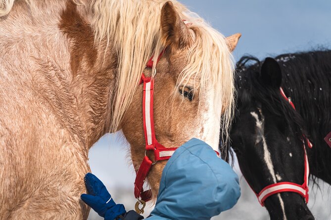 Guided Horse Riding in the Bay of Saint Paul Valley - Stop in Baie-Saint-Paul: what you see and why the guide matters