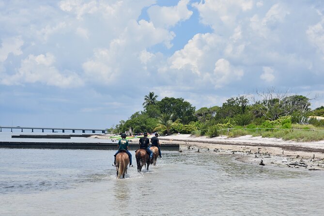 Guided Horseback Riding on The Pristine Waters of Miami Florida - The 1-Hour Plan: Trails, Signs, and a Beach Photo Finish