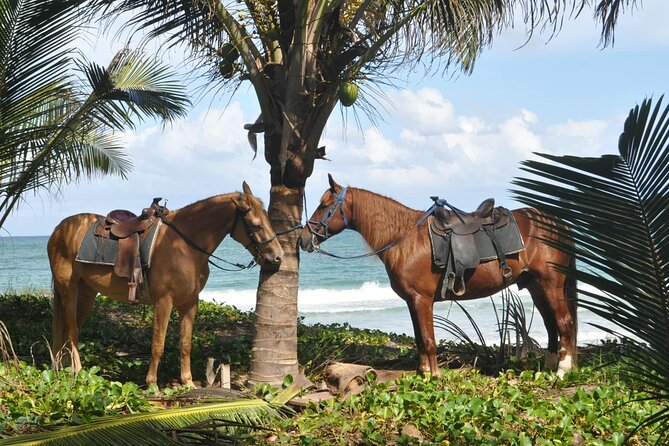 Half Day Buggies and Horseback Experience in Punta Cana - Coffee, Chocolate, and Rum: A Small Stop That Adds Local Flavor