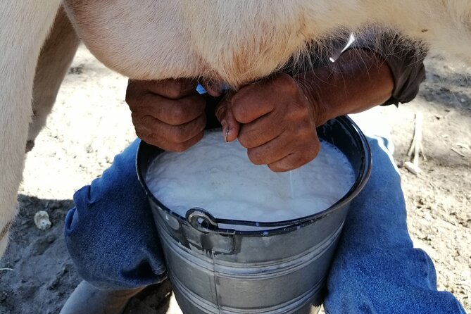 Half Day Excursion - Horseback Riding Adventure in SMA - Price and What $196.71 Buys You in Real Value