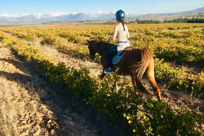 Half Day Horseback Wine Tour - Wine estates and tastings: why horseback changes the wine day