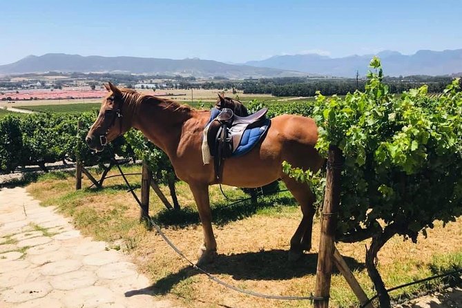 Half Day Horseback Wine Tour - The host experience: personal, not production-line