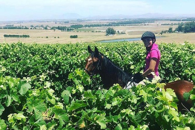 Half Day Horseback Wine Tour - Lunch at the oak trees: where the day slows down