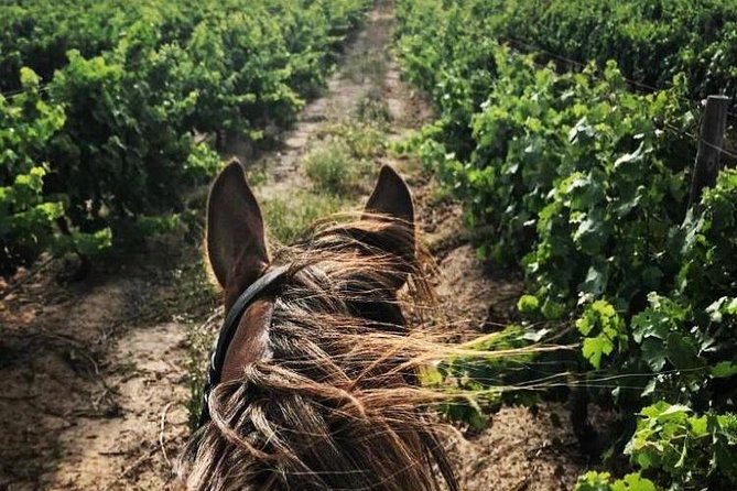 Half Day Horseback Wine Tour - Price and value: what you’re paying for at $223