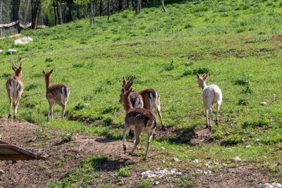 Half-Day of Horseback Adventure with Wine Tasting - How the horseback part actually feels: tips, trained horses, and a guide who keeps things moving