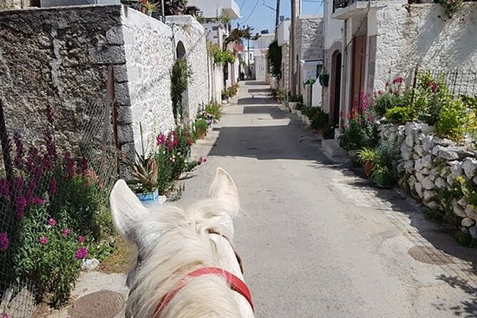 HORSE RIDING 1.5 hours mountains from area Hersonissos CRETE - Small Groups, English Guide, and Horse Welfare on Display