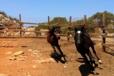 HORSE RIDING 1.5 hours mountains from area Hersonissos CRETE - The Start: Equipment, a Rider Briefing, and Real-World Horse Basics