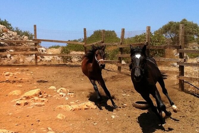 HORSE RIDING 1.5 hours mountains from area Hersonissos CRETE - The Start: Equipment, a Rider Briefing, and Real-World Horse Basics