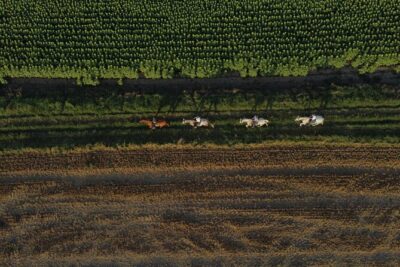 Horse Riding and Wine Tasting Experience - The Horses: Comfort, Control, and Who This Is For
