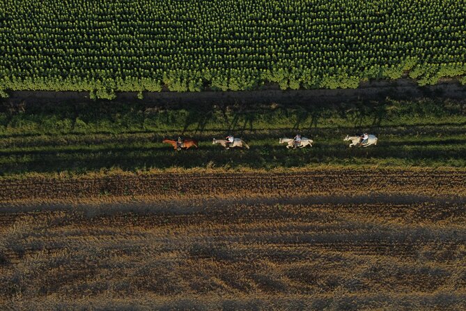 Horse Riding and Wine Tasting Experience - The Horses: Comfort, Control, and Who This Is For