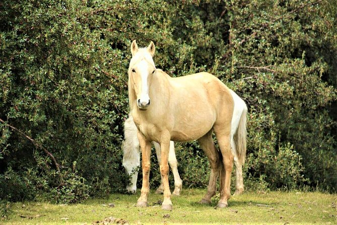 Horse Riding Chacan Mountain And Temple Of The Moon - Who Should Book This Ride?