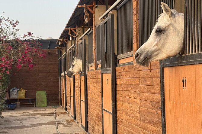 Horse Riding Experience in Riyadh | Tanomah | Jeddah | Al Ula - Practical Tips That Matter on Horseback