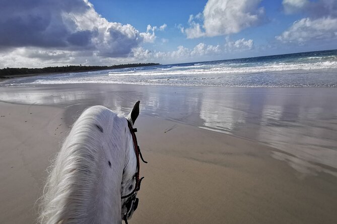 Horse Riding Experience through El Limon Beach - Key things to know before you go