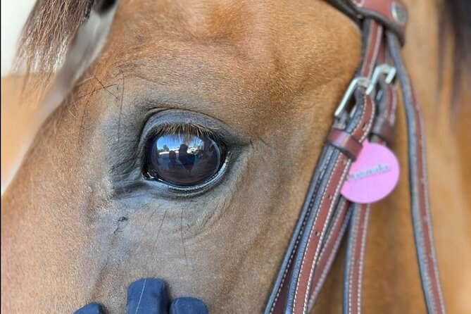Horse Riding in Aveiro - Ílhavo - Price and Value: Is $29.09 Worth It?