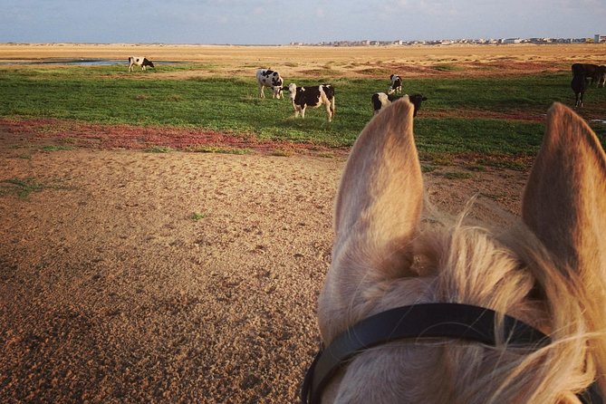 Horse Riding in Sal Island - Cabo Verde - What You’re Actually Paying For: Value Beyond the $60.25 Price