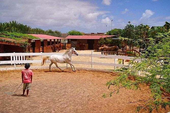 Horse Riding in Sal Island - Cabo Verde - Weather, Timing, and the Little Things That Shape the Day