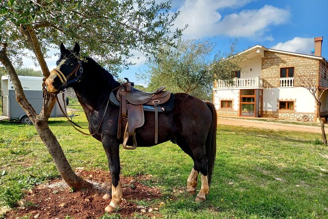 Horse riding in the Gargano National Park - Wild Buffaloes and Cows: The Animal Encounters That Feel Real