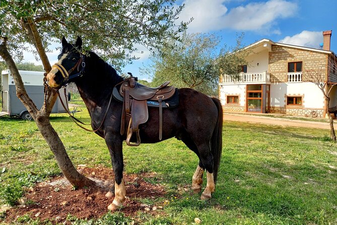 Horse riding in the Gargano National Park - The Ride Itself: Walking Pace, Panoramic Stops, and Quiet Views