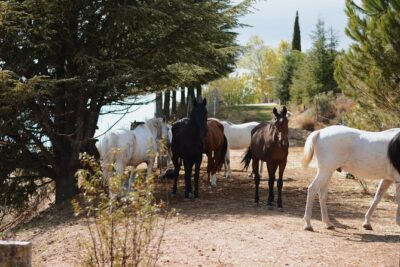 Horse Riding Madrid Natural Park (long Trip) - What happens during the 4.5 hours: a clear flow you can picture