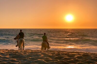 Horse Riding on Melides Beach - Entering the Atlantic Forest: Your First Hour