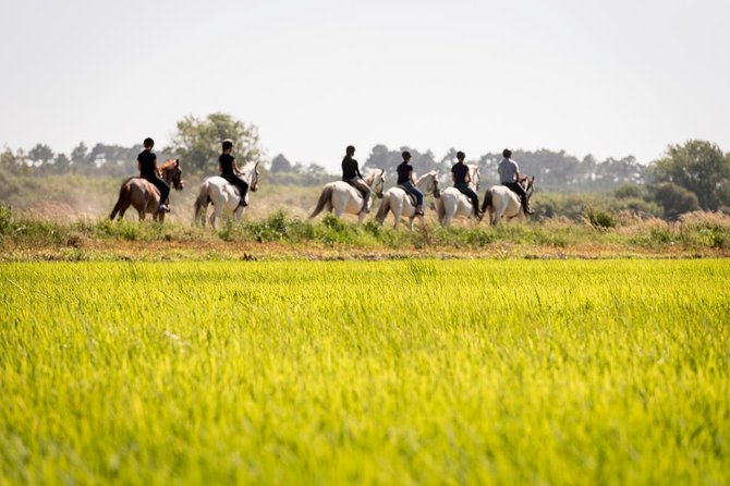 Horse Riding on the Beach - The beach ride: why the ocean feel is the whole point