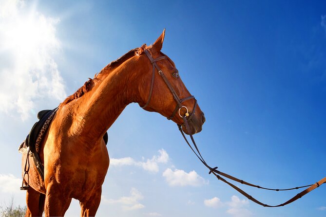 Horse Riding on the Beach in Side - Who This Ride Fits Best (Beginners to Experienced Riders)