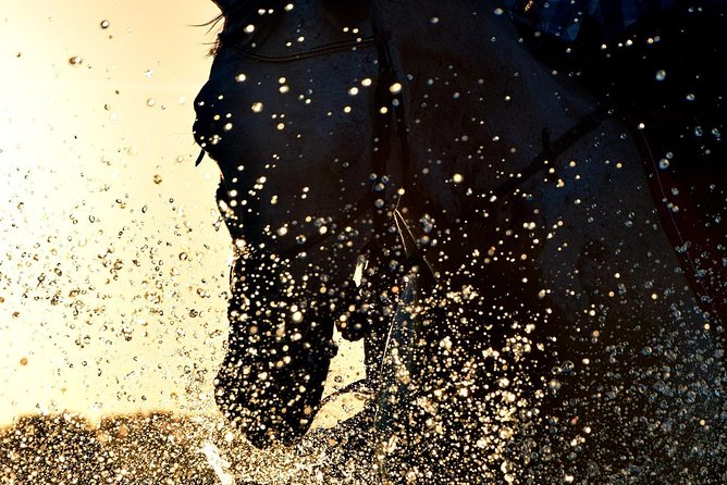 Horse riding on the Beach, Rhodes - Who Should Book This Horse Ride?