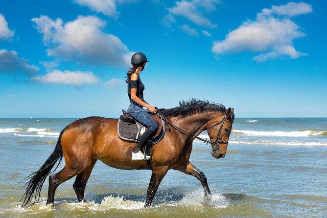 Horse Riding on the beach With Transfer From Sharm El Sheikh - Horses, handling, and what to watch for on your mount