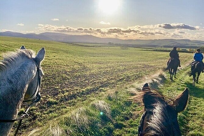 Horse Riding one hour Palmeraie Grove & Transfer - Marrakesh - Price and Value: Is $48 a Fair Deal Here?