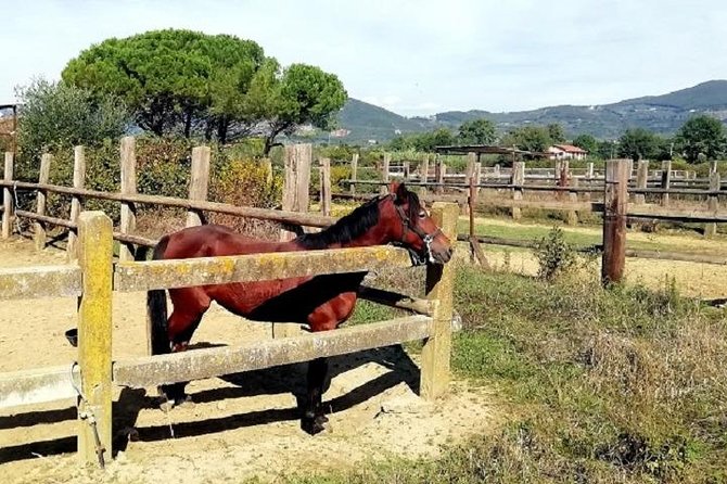 Horse Riding Small Group near Lucca - Meeting Point and Timing: How to Set Up Your Morning in Lucca