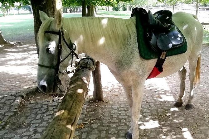 Horse Riding Small Group near Lucca - Who This Horse Ride Is Perfect For (and Who Should Rethink)