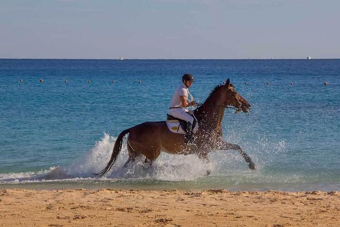 Horse Riding Tour 2 Hours Sea And Desert with Transfer - Hurghada - Transfer, Group Size, and the Real-Life Logistics