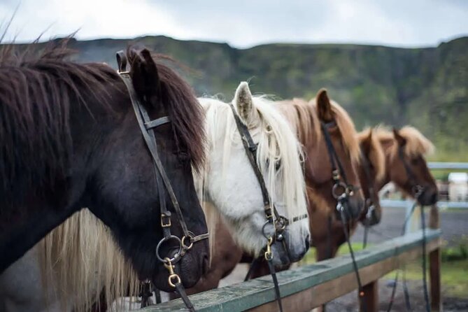 Horse Riding Tour in Reykjadalur (Smoky Valley)-All Riding Levels - Reykjavik Meets Reykjadalur: How This 2-Hour Ride Fits Your Day