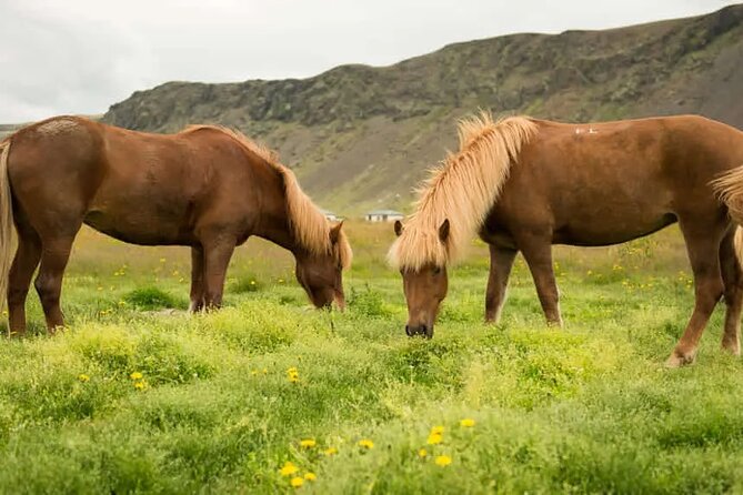 Horse Riding Tour in Reykjadalur (Smoky Valley)-All Riding Levels - Gear Included in Iceland Weather: What You Need and What You Don’t