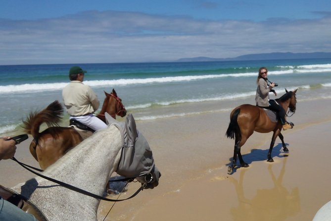 Horse Riding Tour on the Beach Lisbon region - What’s included vs what to plan yourself (food, water, and downtime)
