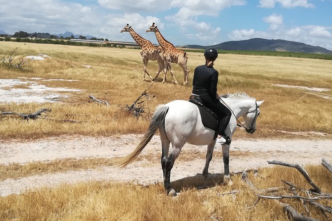 Horse Riding Wildlife Safari - Quick highlights from Horse Rides at Pete’s