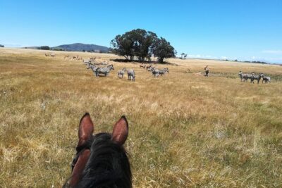 Horse Riding Wildlife Safari - The 240-hectare ride: your 1.5 hours in the sanctuary