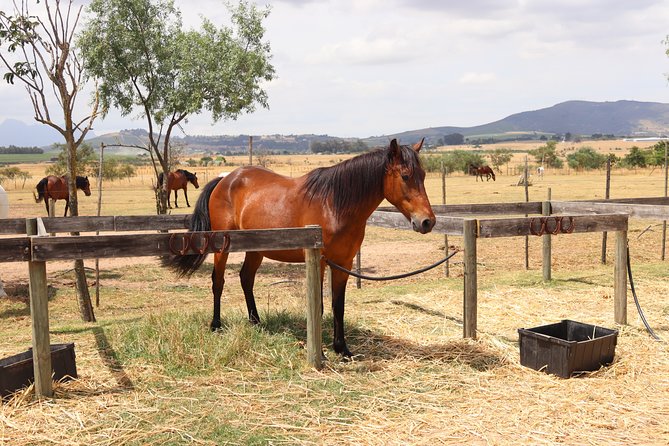Horse Riding Wildlife Safari - Price and value: does $77.59 make sense here?