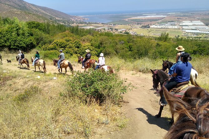 Horseback Mountain Trail Ride - Ensenada From the Saddle: What the 1.5 Hours Actually Feels Like