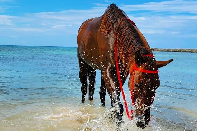 Horseback Ride and Swim Jamaica - The Caribbean Sea swim: what to expect once the horses go in