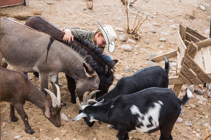 Horseback Ride near the Grand Canyon's West Rim - Horses, coaching, and why first-timers usually feel okay here