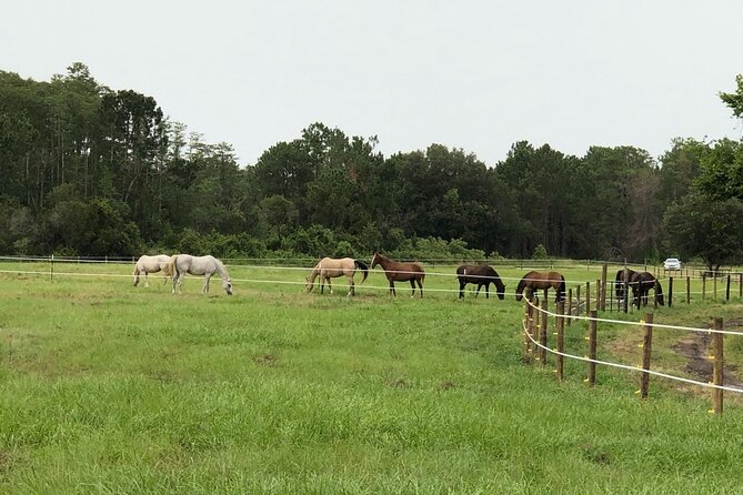 Horseback Ride on Scenic Lake Louisa Trails - Who this ride fits best (and who should skip it)